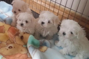 Zdrowe białe małe szczeniaki