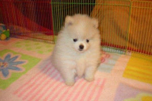 Dobry Pomeranian Szczenięta na adopcję