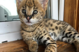 Dostępne kocięta Serval, caracal z sawanny