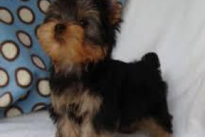 Szczenięta yorkie do bezpłatnego przyjęcia