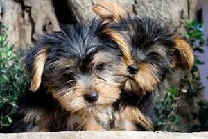 zdrowe Yorkshire terrier szczenięta