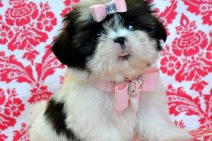 Shihtzu Szczenięta na nowy dom