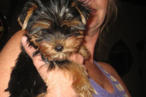 YORKSHIRE TERRIER
