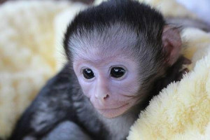 Top quality baby capuchin monkeys