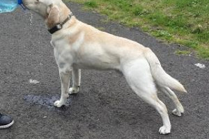 labador retriever reproduktor