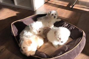 Te wspaniałe szczeniaki Bichon są teraz gotowe