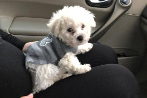 Te wspaniałe szczeniaki Bichon są teraz gotowe