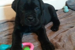 Cane Corso Italian Mastiff - szczeniaki