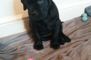 Cane Corso Italian Mastiff - szczeniaki
