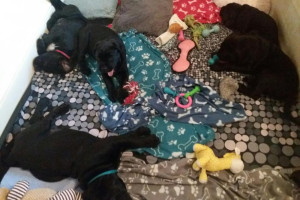 Cane Corso Italian Mastiff - szczeniaki