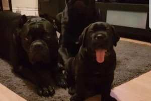 Cane Corso Italian Mastiff - szczeniaki