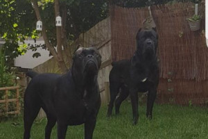 Cane Corso Italian Mastiff - szczeniaki