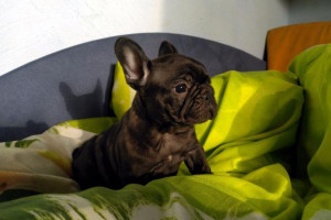Piękna suczka Buldog Francuski, FCI z rodowodem