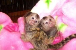 Male and female Marmoset Monkeys for sale