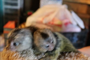 Male and female Marmoset Monkeys for sale