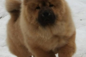 Chow Chow szczeniak gotowy już teraz.