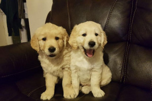 urocze szczenięta golden retriever