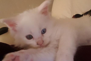 adorable white maine coon kitten for new home