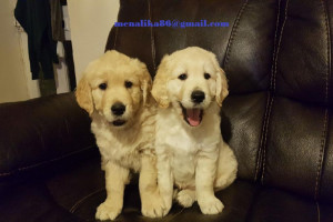 szczenięta golden retriever na sprzedaż