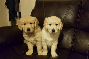 szczenięta golden retriever na sprzedaż