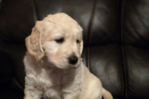 szczenięta golden retriever na sprzedaż