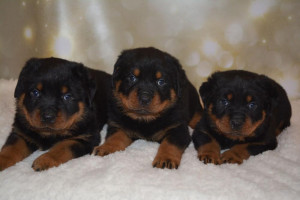 urocze szczenięta rottweilera gotowe już teraz.