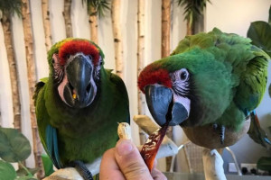 piękne papugi ara dla nowych domów