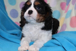 Cavalier King Charles Spaniel