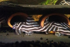 Dobrej jakości plecak zebra L046