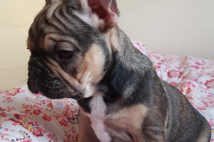 zdrowy buldog francuski szczeniak gotowy na spotkanie nowych właścicieli