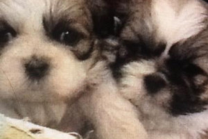 Urocze Shihtzu Szczenięta