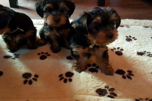 Szczenięta Yorkshire Terrier