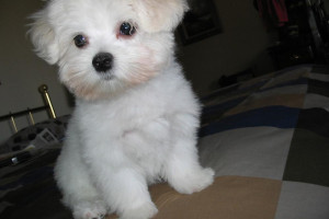 Urocze wybitne maltanskie szczenieta