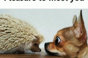 Korepetycje / Nauka angielskiego  Lekcje prywatne