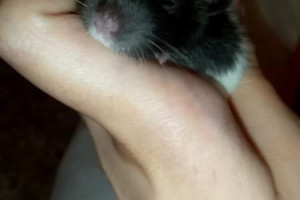Sprzedam szczurki !!!!!! (aktualnie 3 tygodnie)