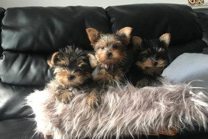 Zdrowe szczeniaki rasy yorkie do nowego domu