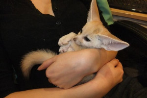 Słodkie i przyjazne lisie Fennec