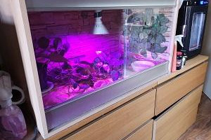 Hodowla gekonów orzęsionych (crested geckos) do sprzedania