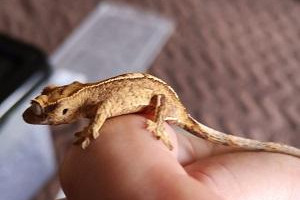Hodowla gekonów orzęsionych (crested geckos) do sprzedania