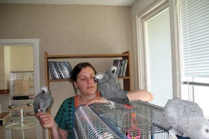 Zdrowe rozmawiające parzyste papugi afrykańskie w Kongo