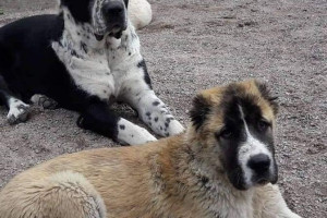 Owczarek srodkowoazjatycki