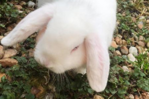 Kroliki miniaturki oddam