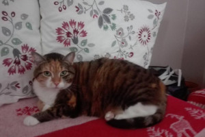 Dobry dom poszukiwany dla 4 letniego kota – oddam / Good house wanted for a 4-year-old cat – I will give it back