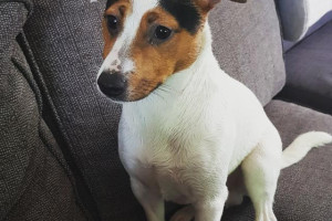 Oddam psa Jack Russell terrier