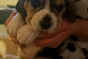 BEAGLE