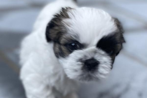 Psy shih tzu