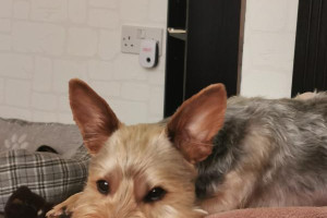 Oddam pieska w dobre ręce yorshire