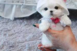 Sprzedam mini maltańskie szczeniaki