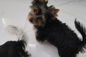 Yorkshire Terrier