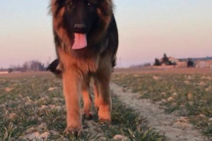 Piękne Owczarki Niemieckie Długowłose